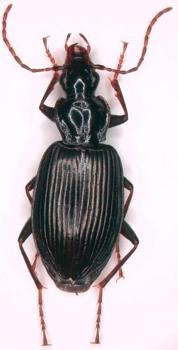 Réf. 258 741 : Platynus assimilis